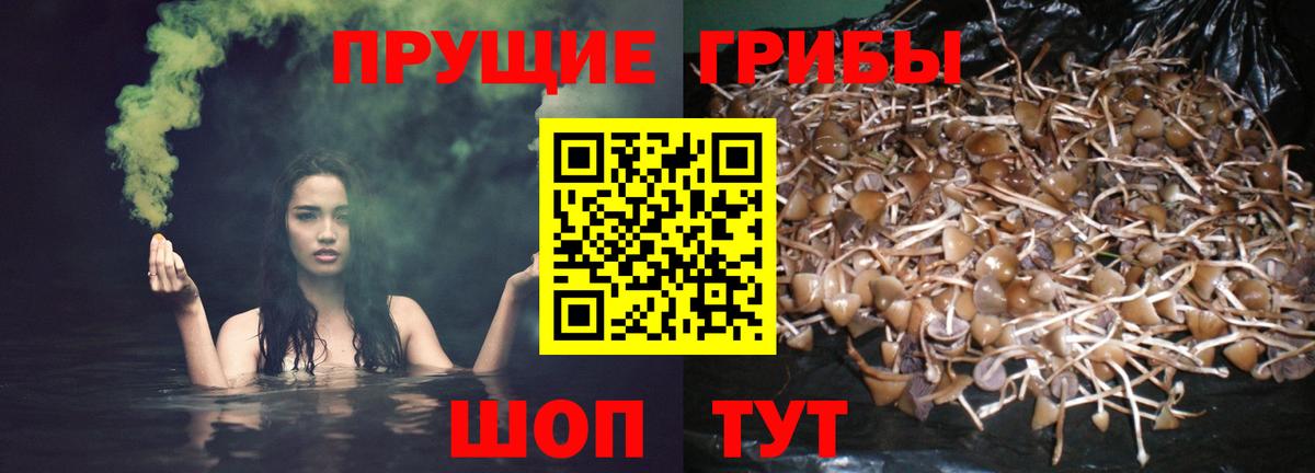 Галлюциногенные грибы Cubensis Ковров
